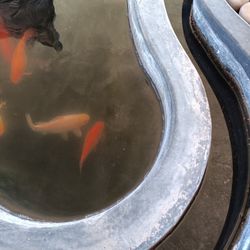 Pondfish 6 Off Them 6inch Each  Free