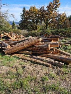 Large Lot of Cut Logs Firewood