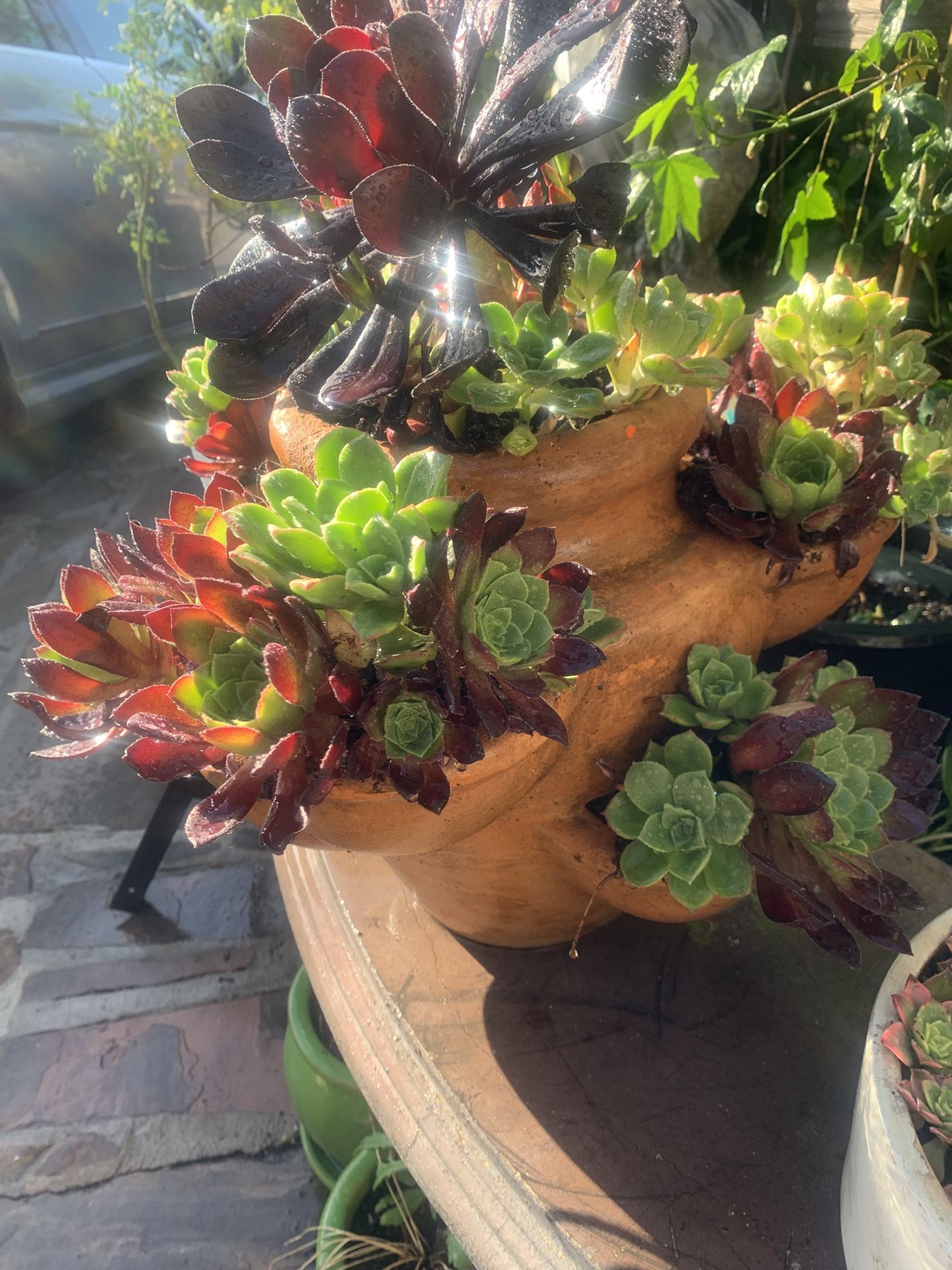 Succulent In Clay Pot. 