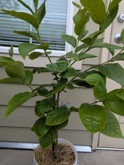 The tree Organic persimmon. Price negotiable