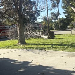 Free Tree To Chop Down Take It With You