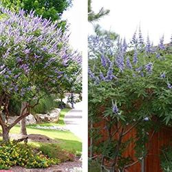 Vitex Tree 