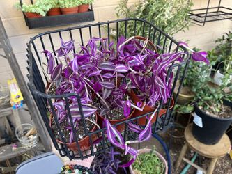 Pink Paradise Tradescantia