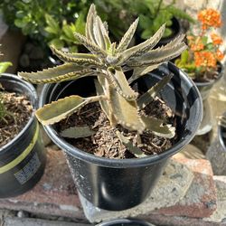 Mala Madre plant 🪴