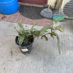 Loquat Plant