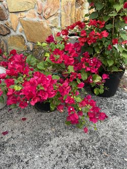 BLOOMING BOUGENVELLIA IN PLASTIC POT FOR SALE 