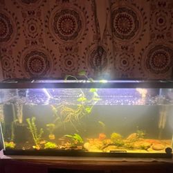Fish Tank 