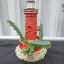 Cactus.Orbea Variegata