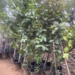 5 Gallon Size- Guava Trees- Apple Trees- Apricot Trees- Fig Trees- Avocado Trees- Cherry Trees- Pomegranate Trees- Plum Trees- Pear Trees 