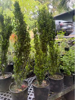 Awesome Japanese Sky Pencil Holly plants —