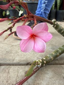 Cutting plumeria