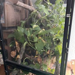 CHAMELEON ENCLOSURE 