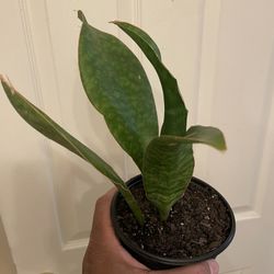 Sansevieria ‘Whale Fin’ | Grows To 4’ Ft Tall | Low Light Tolerant | Purifies Air | 12” Inches Tall | Easy Care