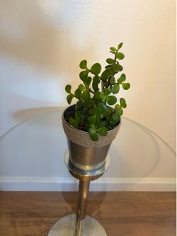 Plant