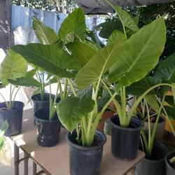 Elephant Ear Plants 
