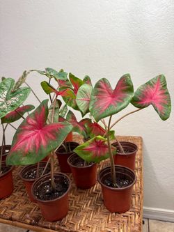 Houseplants Live Caladium Plants Colorful Home Decor 4” inch Pot - 5 each PHX