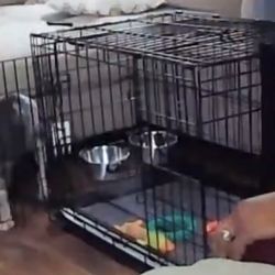 Double Door Dog Crate .. With Removable Tray