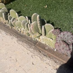 4 For A Dollar Cactus Plant