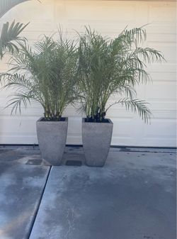 20” concrete planters with palms