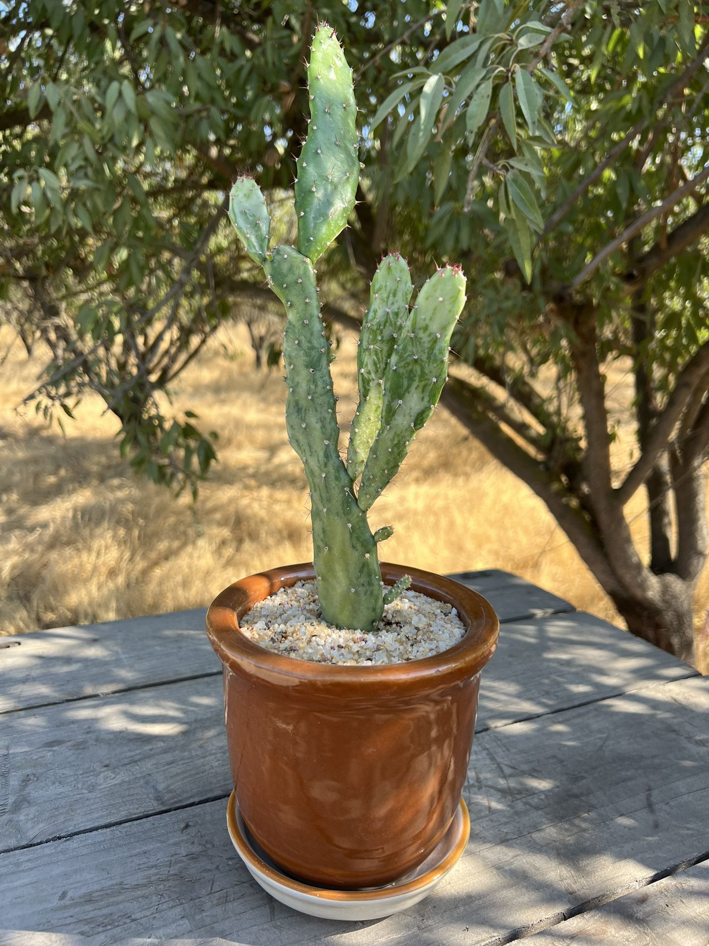 Opuntia Maverick Variegated Cacti In Ceramic Pot