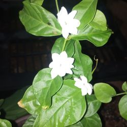 BEAUTIFUL  JASMINE  PLANTS. BLOOMING 