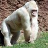 HONKEY KONGS DEALS