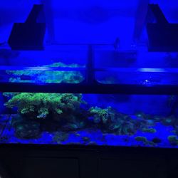 75 Gallon Salt Fishtank