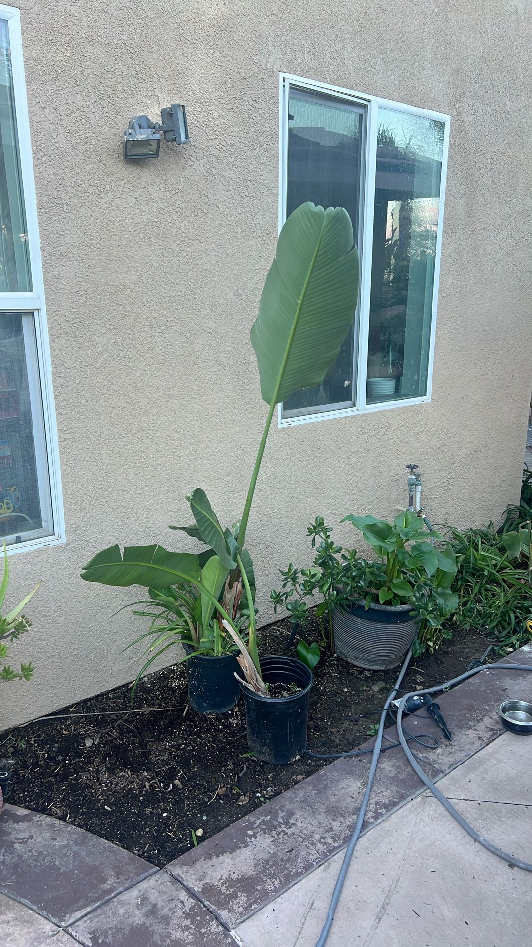 Giant Bird of Paradise