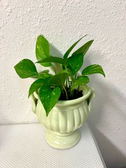 Pathos Plant 🪴