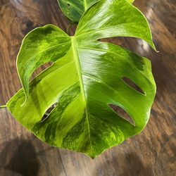Variegated Monstera Aurea Plant Cutting (pls Read Description Below)