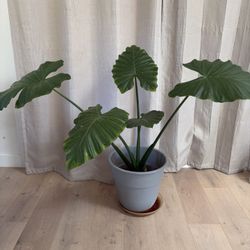 Large Elephant Ear Alocasia