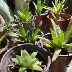 Succulent Plants 🌵