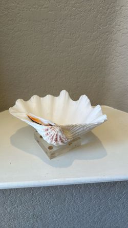 X Large Clam Shell Mounted for Display
