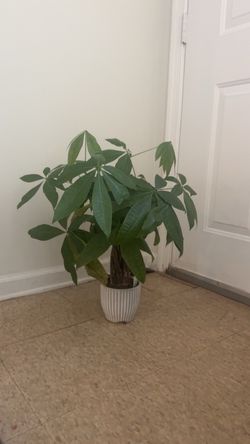 Plants