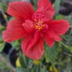 Double Petal Red Hibiscus