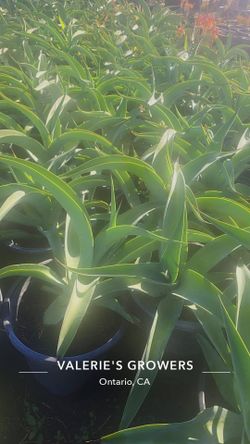 Octopus agave