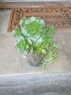 Succulent