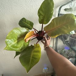Large Philodendron Prince Of Orange 