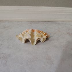 Shell Decor