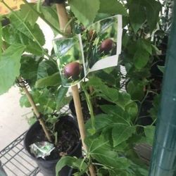 Passion Fruit Vine 1 Gallon Fully Rooted