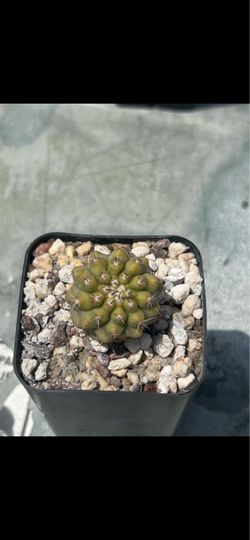 Copiapoa