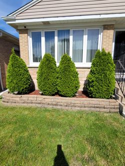 Beautiful Evergreen Shrubs And 20 Patio Bricks