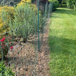 Chicken Fencing 
