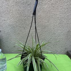 Hanging Spider Plant