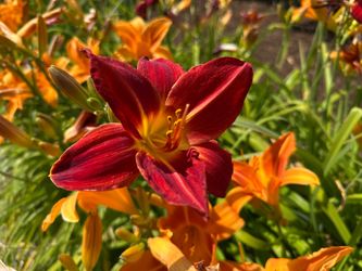 Daylily Plants – $5 Each