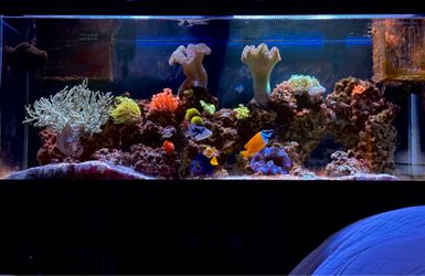 Saltwater aquarium 75 gallon with everything
