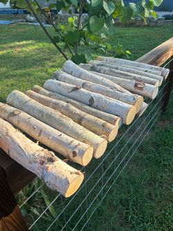 White birch