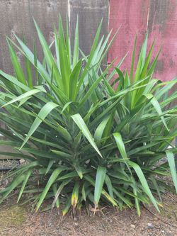 Plantas