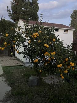 lemon