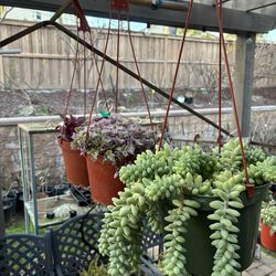 6 inch hanging succulent baskets